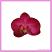 A close up view of our Artificial Flower Heads Silk Phalaenopsis Orchid Hot Pink 5cm - 24Pck