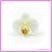 A close up view of our Artificial Flower Heads Silk Phalaenopsis Orchid White Cream 5cm - 24Pck
