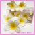 A close up view of our Artificial Flower Heads Latex Frangipani White with Yellow 6.5cm - Box of 24