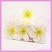 Artificial Flower Heads Latex Frangipani White with Yellow 6.5cm - Box of 24 come in a clear box