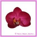 Artificial Flower Heads Silk Phalaenopsis Orchid Hot Pink 5cm - Box of 24