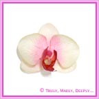 Artificial Flower Heads Silk Phalaenopsis Orchid Cream with Pink 5cm - Box of 24