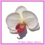 Artificial Flower Heads Silk Phalaenopsis Orchid White with Pink 5cm - Box of 24